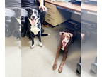 Border Collie-Pointer Mix DOG FOR ADOPTION RGADN-1345929 - Bart & Lisa - Border