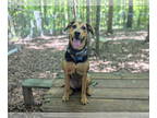 German Shepherd Dog Mix DOG FOR ADOPTION RGADN-1345944 - Blanche - German