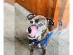 Boxer Mix DOG FOR ADOPTION RGADN-1345946 - Harlan - Boxer / Mixed (short coat)