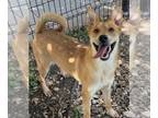 Feist Terrier Mix DOG FOR ADOPTION RGADN-1345954 - FOXIE - Feist / Mixed (short