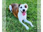 Labrador Retriever Mix DOG FOR ADOPTION RGADN-1345965 - DAISY - Labrador