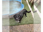 Collie Mix DOG FOR ADOPTION RGADN-1345966 - Hannah - Flat-coated Retriever /