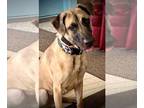 Doberman Pinscher Mix DOG FOR ADOPTION RGADN-1345974 - Brutus - Located in CO -