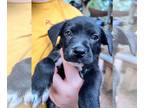 Collie Mix DOG FOR ADOPTION RGADN-1345980 - Carver - Collie / Mixed Dog For