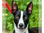 Border Collie Mix DOG FOR ADOPTION RGADN-1345988 - Minnie - Border Collie /