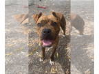 Boxer Mix DOG FOR ADOPTION RGADN-1346001 - Lewey - Boxer / Mixed Dog For