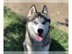 Siberian Husky DOG FOR ADOPTION RGADN-1346031 - Dog - Siberian Husky (medium