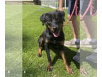Rottweiler Mix DOG FOR ADOPTION RGADN-1346041 - Jett - Rottweiler / Mixed (short