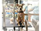 Bullboxer Pit DOG FOR ADOPTION RGADN-1346043 - Leo - American Pit Bull Terrier /