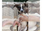 Jack Russell Terrier Mix DOG FOR ADOPTION RGADN-1346046 - Stevie - Jack Russell