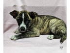 Border Collie-Huskies Mix DOG FOR ADOPTION RGADN-1346066 - Jonathan - Border
