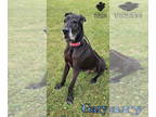 Great Dane DOG FOR ADOPTION RGADN-1346067 - Gary - Great Dane Dog For Adoption