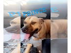 American Pit Bull Terrier DOG FOR ADOPTION RGADN-1346094 - PRINCE - American Pit