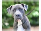 American Pit Bull Terrier DOG FOR ADOPTION RGADN-1346107 - EDISON - American Pit