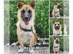 Pembroke Welsh Corgi Mix DOG FOR ADOPTION RGADN-1346127 - Bandit from Korea -