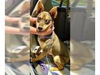 German Shepherd Dog Mix DOG FOR ADOPTION RGADN-1346137 - Winter - German