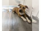 Black Mouth Cur Mix DOG FOR ADOPTION RGADN-1346163 - OREO - Black Mouth Cur /