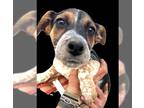 Cardigan Welsh Corgi Mix DOG FOR ADOPTION RGADN-1346166 - Sheila - Cardigan