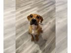 Black Mouth Cur DOG FOR ADOPTION RGADN-1346172 - Marmaduke - Black Mouth Cur