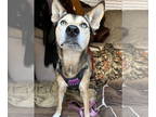 Huskies Mix DOG FOR ADOPTION RGADN-1346197 - Stella - Husky / Mixed Dog For