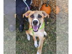 Boxer Mix DOG FOR ADOPTION RGADN-1346198 - ARI - Boxer / Mixed (medium coat) Dog