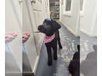 Labrador Retriever Mix DOG FOR ADOPTION RGADN-1346206 - June - Labrador