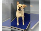 Chow Chow-Labrador Retriever Mix DOG FOR ADOPTION RGADN-1346229 - Anne -