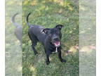 American Pit Bull Terrier DOG FOR ADOPTION RGADN-1346235 - DOTTIE - American Pit