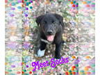 Labrador Retriever Mix DOG FOR ADOPTION RGADN-1346236 - Socks - Labrador