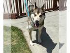 Mix DOG FOR ADOPTION RGADN-1346242 - BRUCE - Husky (medium coat) Dog For