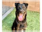 Rottweiler Mix DOG FOR ADOPTION RGADN-1346247 - SPENCER - Rottweiler / Mixed