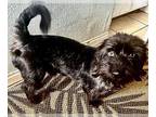 Cairn Terrier-Dachshund Mix DOG FOR ADOPTION RGADN-1346256 - Toto - Dachshund /