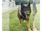 German Shepherd Dog DOG FOR ADOPTION RGADN-1346260 - 2407-0082 Slade (Off Site
