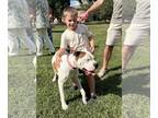 Boxer DOG FOR ADOPTION RGADN-1346273 - Petey - Boxer (short coat) Dog For