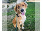 Golden Labrador DOG FOR ADOPTION RGADN-1346277 - Sunflower - Golden Retriever /