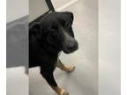 German Shepherd Dog DOG FOR ADOPTION RGADN-1346285 - LISA VANDERPUP - German