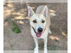 Huskies Mix DOG FOR ADOPTION RGADN-1346286 - BELLA - Husky / Mixed (medium coat)