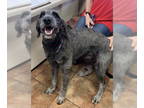 Sheepadoodle DOG FOR ADOPTION RGADN-1346287 - Jovi - Old English Sheepdog /