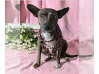 Poodle (Miniature) Mix DOG FOR ADOPTION RGADN-1346292 - Jambalaya - Terrier /