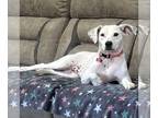American Staffordshire Terrier Mix DOG FOR ADOPTION RGADN-1346295 - Isabella -