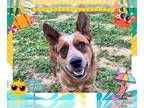Australian Cattle Dog DOG FOR ADOPTION RGADN-1346300 - NUGGET - Queensland