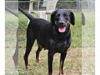 Labrottie DOG FOR ADOPTION RGADN-1346305 - Moxie - Labrador Retriever /