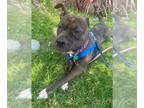 Staffordshire Bull Terrier DOG FOR ADOPTION RGADN-1346307 - Freya aka Louise -