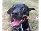American Pit Bull Terrier Mix DOG FOR ADOPTION RGADN-1346315 - Bingo - FREE TO