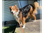 Collie Mix DOG FOR ADOPTION RGADN-1346323 - Harlie - Collie / Mixed (long coat)