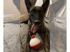 Mix DOG FOR ADOPTION RGADN-1346335 - Asha - Located in Florida - Dutch