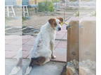 Collie-Labrador Retriever Mix DOG FOR ADOPTION RGADN-1346342 - Goofy - Labrador