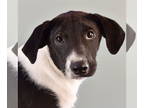 Beagle-Border Collie Mix DOG FOR ADOPTION RGADN-1346346 - Momma Tulip Pup - Lady