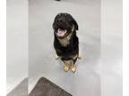 Rottweiler Mix DOG FOR ADOPTION RGADN-1346363 - Bosley - Rottweiler / Shepherd /