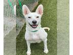 German Shepherd Dog Mix DOG FOR ADOPTION RGADN-1346367 - CALISTA - German